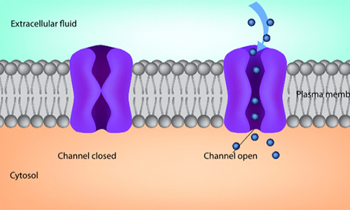 ions going into cells showing closed and open channels